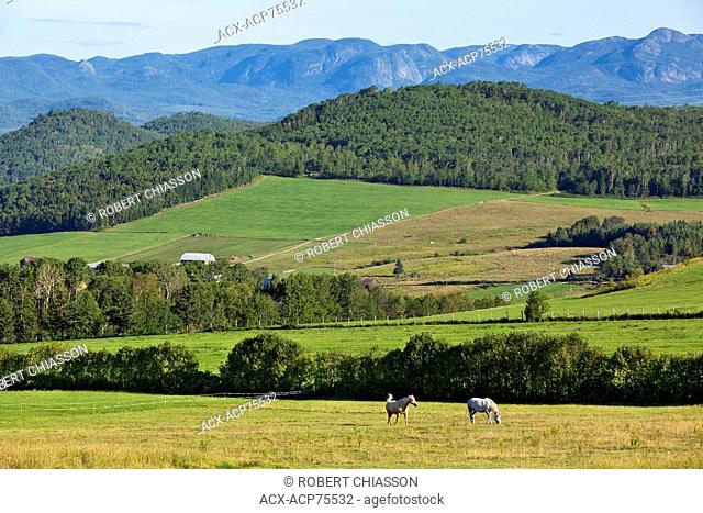 Two horses in one of several pastures and hay fields against a background of mountains in the Charlevoix backcountry, Quebec, Canada