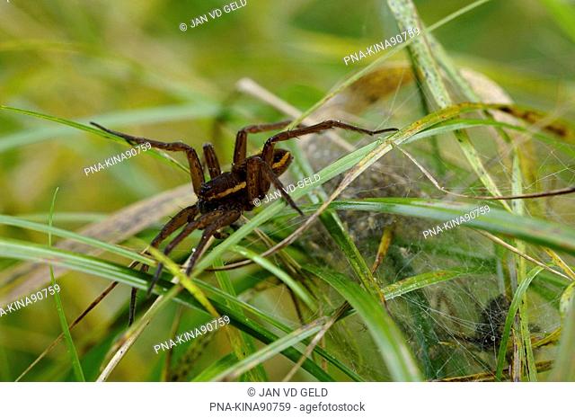 Great Raft Spider Dolomedes plantarius - Voorsterbos, Waterloopbos, Kraggenburg, Noordoostpolder, Flevoland, The Netherlands, Holland, Europe