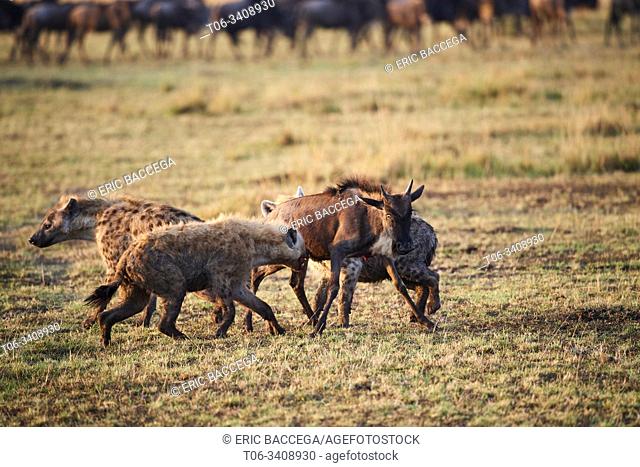 Spotted hyena (Crocuta crocuta) killing a young Eastern White-bearded Wildebeest (Connochaetes taurinus) Masai Mara National Reserve, Kenya