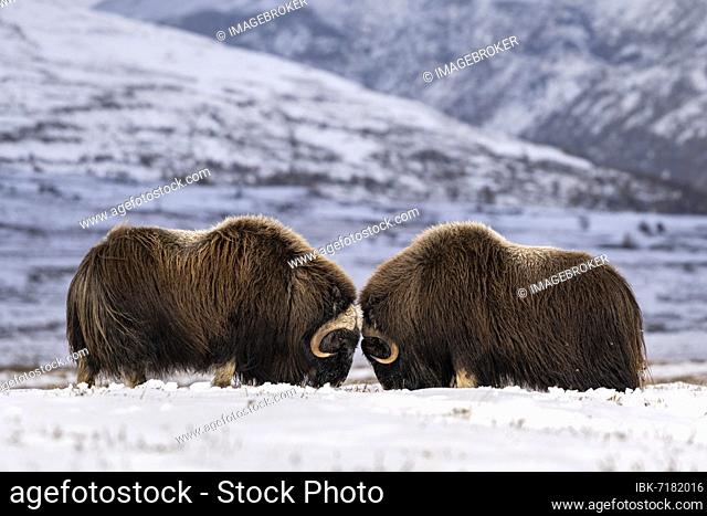 Musk ox (Ovibos moschatus), Two bulls in freshly snow-covered tundra, Dovrefjell-Sunndalsfjella National Park, Norway, Europe