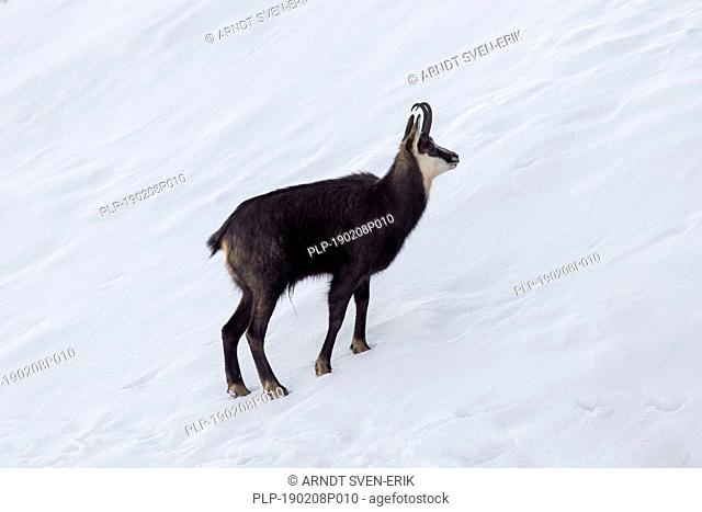 Chamois (Rupicapra rupicapra) male foraging in the snow on mountain slope in winter in the European Alps