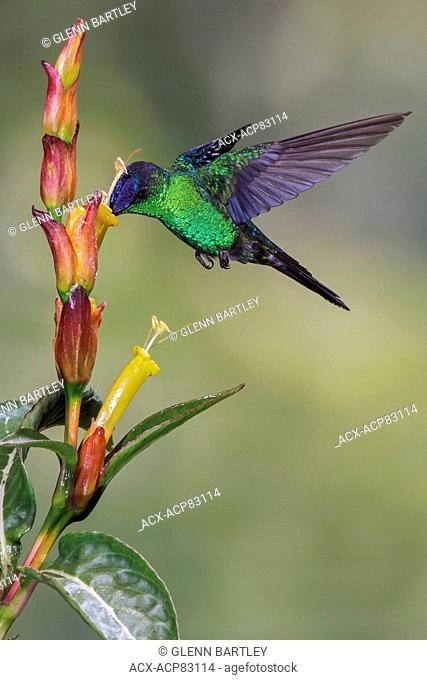 Violet-capped Woodnymph (Thalurania glaucopis) flying and feeding at a flower in the Atlantic rainforest of southeast Brazil