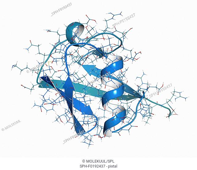 Ubiquitin molecule, illustration