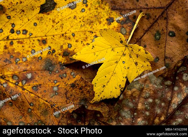 colorful maple leaves lie on the forest floor, autumn mood, germany