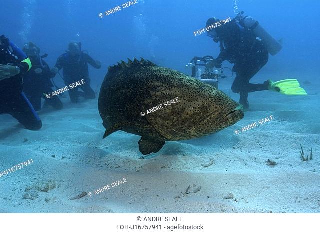 Goliath grouper, Epinephelus itajara, and divers, Molasses Reef, Key Largo, Florida, USA, Atlantic Ocean