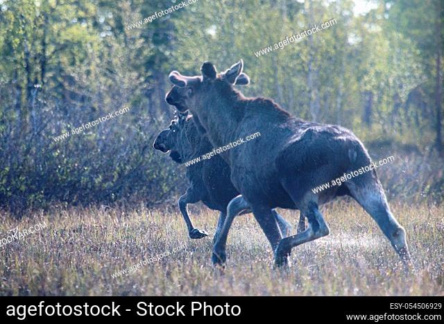 Moose running away through the swamp with water spray. Female (beginning of regrowth of horns) and her yearling calf. Lapland
