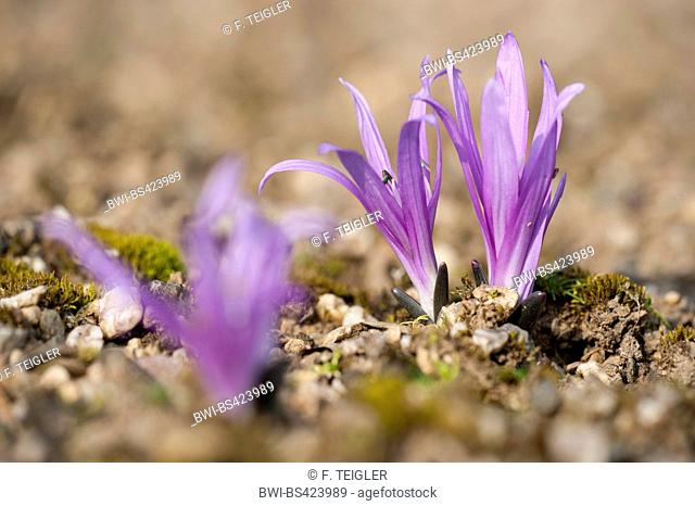 Spring Meadow Saffron (Colchicum bulbocodium), flowers, Switzerland