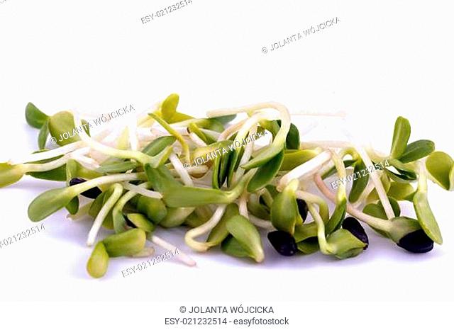 handful of green sprouts isolated on white background - macro