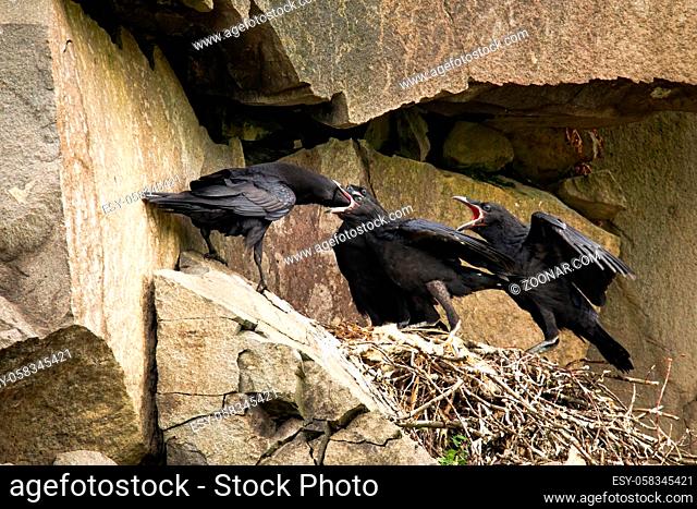 Adult common raven, corvus corax, feeding chicks on a nest in rocky cliff. raven breeding cliff. Wild bird with black feathers breeding in mountains in summer