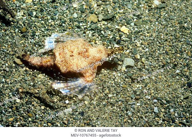Slender SEA MOTH / Dragonfish - Female (Pegasus draconis)
