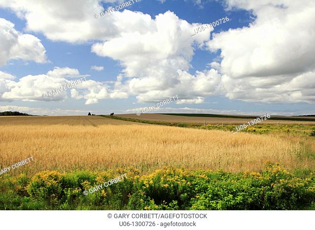 A field of wheat at Prince Edward island, Canada