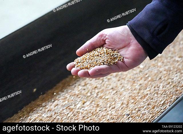 RUSSIA, ZAPOROZHYE REGION - MAY 16, 2023: A person scoops up grain from a conveyor belt at a grain storage facility in the village of Akimovka