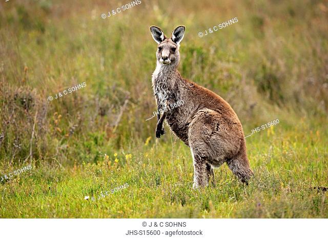 Eastern Grey Kangaroo, (Macropus giganteus), adult alert, Wilson Promontory Nationalpark, Victoria, Australia