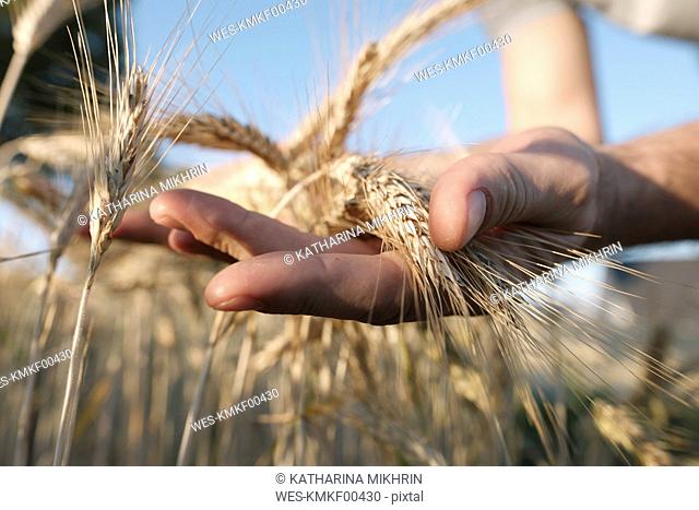 Man's hands holding wheat ears