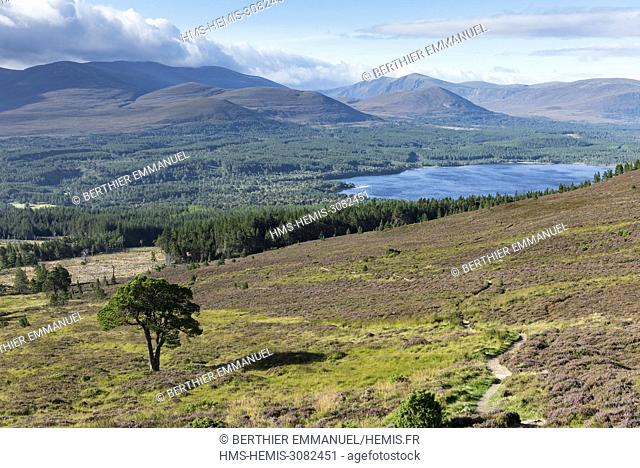 Scotland, Highland, Cairngorms National Park, Aviemore, view of the Cairngorms and the Loch Morlich in background