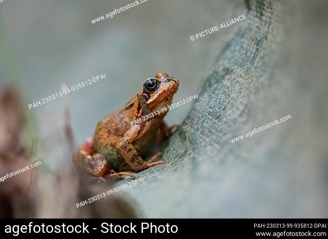 13 March 2023, North Rhine-Westphalia, Bonn: A grass frog crouches in front of a trap fence between a forest and a road. After freezing cold