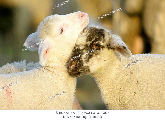 Merino Sheep, lamb