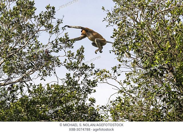 Adult proboscis monkey, Nasalis larvatus, leaping in Tanjung Puting National Park, Borneo, Indonesia