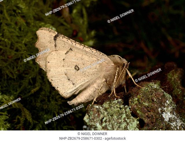 Close-up of a Scalloped hazel moth (Odontopera bidentata) resting with closed wings on tree bark in a Norfolk garden in summer