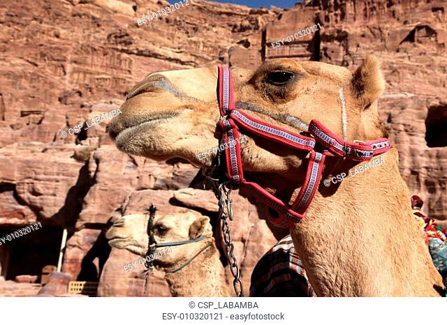 Camels in Petra - Nabataeans capital city ( Al Khazneh ) , Jordan