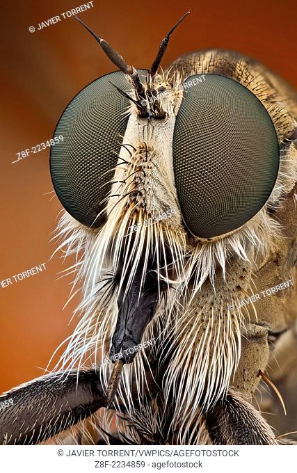 The short, strong proboscis of robber flies is used to stab and inject victims with saliva containing neurotoxic and proteolytic enzymes which paralyze and...