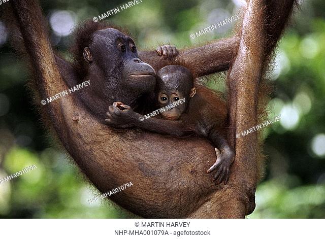 ORANGUTAN cradling young Pongo pygmaeus pygmaeus Sepilok Rehabilitation Centre, Sabah, Malaysia