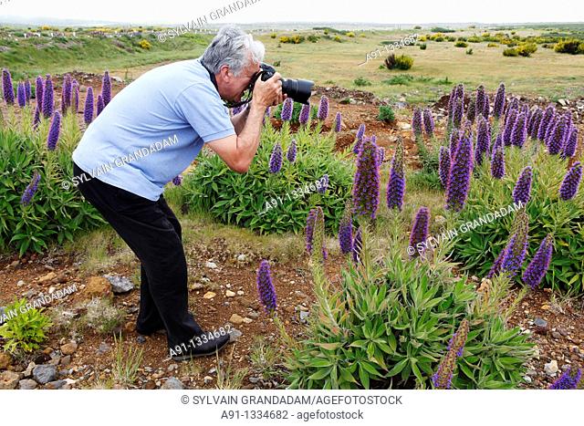 Portugal, Madeira, Paul da Serra plateau and flowers known as 'Pride of Madeira' with the world specialist Doktor Barber at work