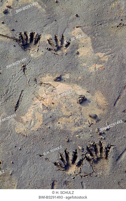 common raccoon (Procyon lotor), footprints, Germany, Saxony, Oberlausitz