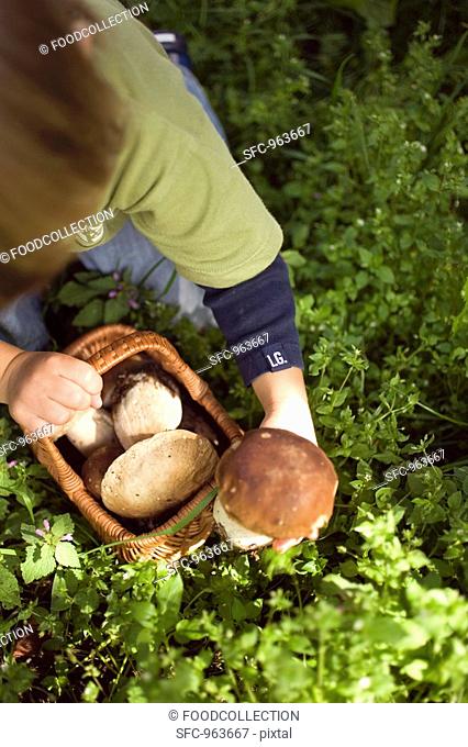 Small boy collecting ceps in a wood