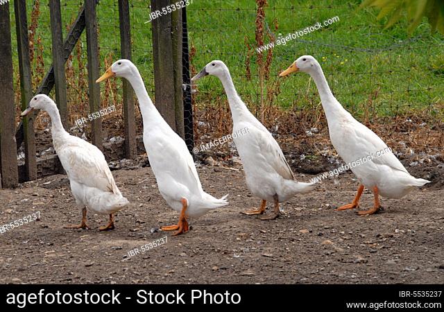 Domestic duck, Indian runner duck, four adults, on a smallholding, Hertfordshire, England, Great Britain
