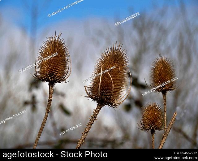 Closeup of the spiky seed heads of teasel plants, Dipsacus, in winter