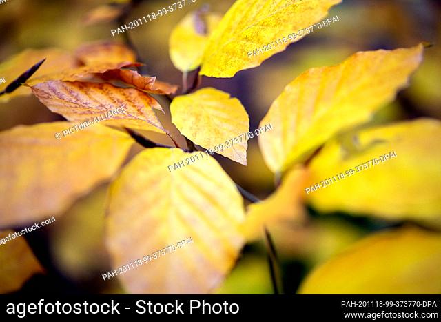18 November 2020, Lower Saxony, Hanover: Autumnally discoloured leaves hang from the branches of a tree in the city forest Eilenriede
