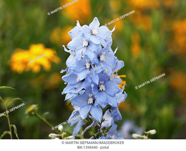 Light Blue Larkspur (Delphinium sp), garden plant