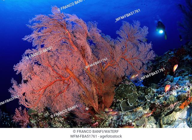 Red Gorgonian Fan and Scuba Diver, Melithaea spec., Similan Islands, Andaman Sea, Thailand
