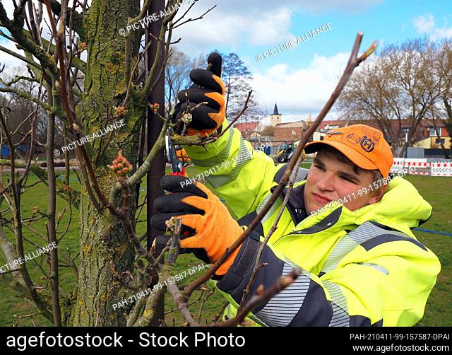 07 April 2021, Brandenburg, Beelitz: Gardener Robert Fuhrmann prunes the ornamental pear trees formed into an arch on the grounds of the State Horticultural...