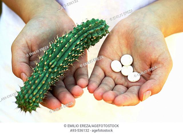 Hoodia gordonii and pills. The medicinal use of Hoodia is long known by the indigenous populations of Southern Africa (Bushman) and recently Hoodia extracts can...