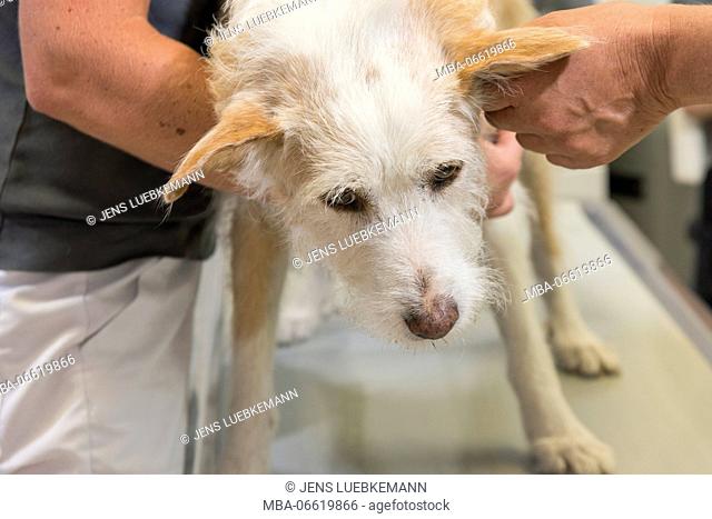 Dog at the veterinarian, examination