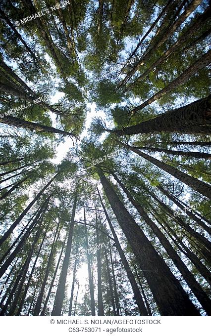 Looking up into the canopy through hemlock and spruce trees on George Island near Cross Sound, Southeast Alaska in late springtime, USA
