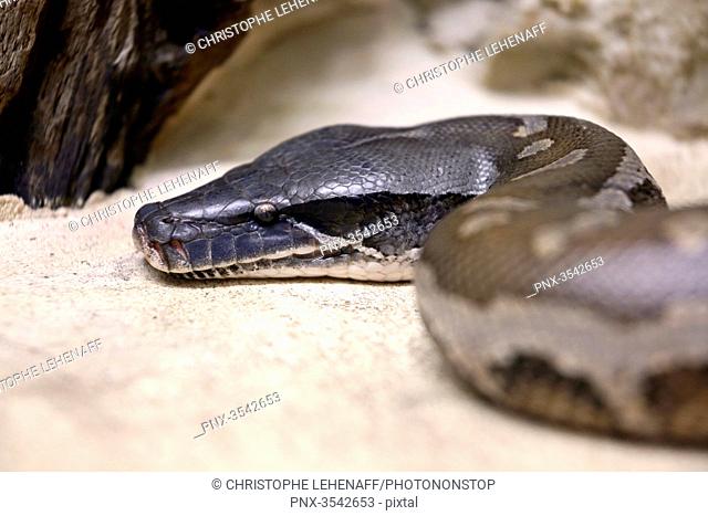 Reptile. Snake. Close-up on a Malayan python (Python brongersmai)