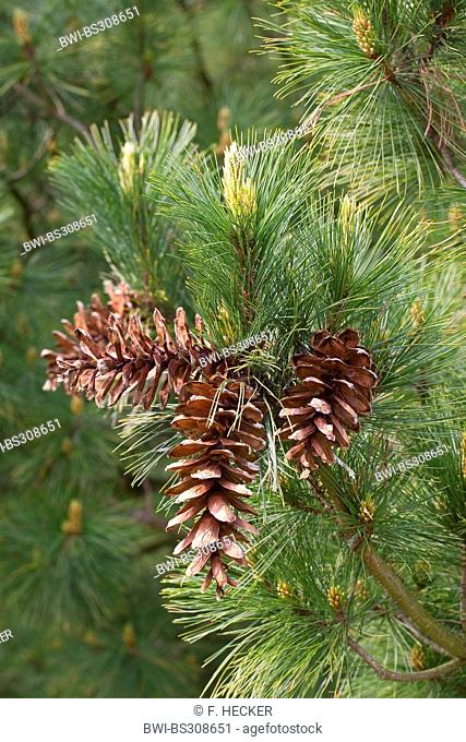 Macedonian pine, Balkan pine (Pinus peuce), branch with cones