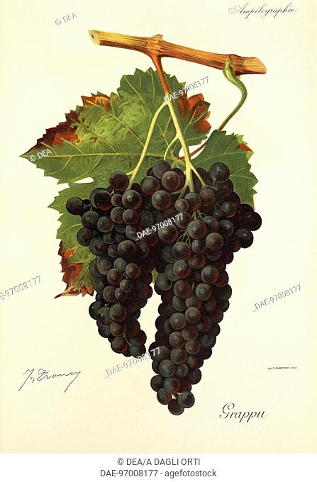 Pierre Viala (1859-1936), Victor Vermorel (1848-1927), Traite General de Viticulture. Ampelographie, 1901-1910. Tome VI, plate: Grappu grape