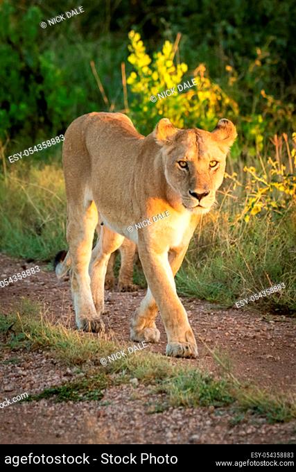 Lioness walks down gravel track beside grass