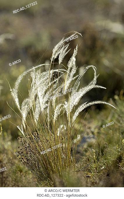 Feather Grass Spain Stipa capillata