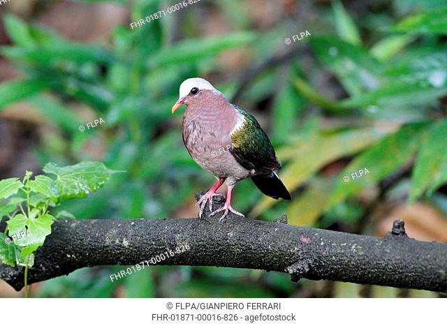 Emerald Dove (Chalcophaps indica indica) adult, perched on branch in lowland rainforest, Sinharaja Forest Reserve, Sri Lanka, January