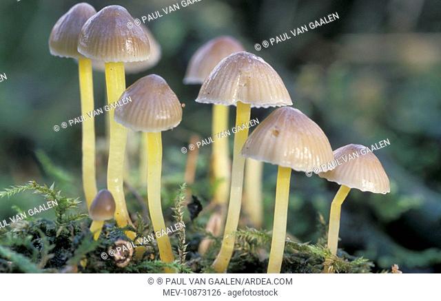 Mycena Mushroom (Mycena epipterygia var. lignicola). The Netherlands - Overijssel - forest Staphorst
