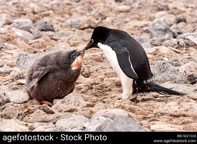 Adelie Penguin (Pygoscelis adeliae) adult feeding chick, moulting downy feathers, Paulet Island, Antarctic Peninsula, Antarctica
