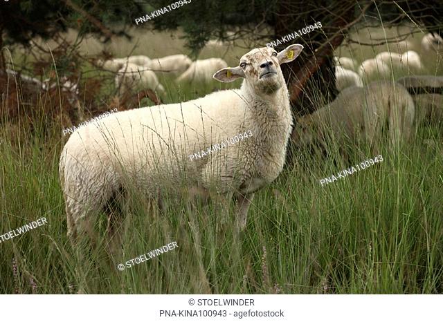 sheep Ovis domesticus - National Park de Groote Peel, De Peel, Limburg, North Brabant, The Netherlands, Holland, Europe