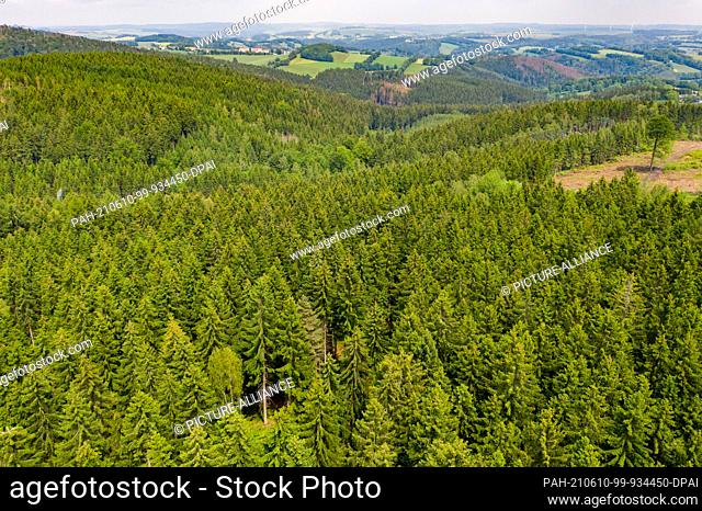09 June 2021, Saxony, Pockau-Lengefeld: Spruce trees grow on a ridge in the Ore Mountains. In recent years, the forest here has been severely affected not only...