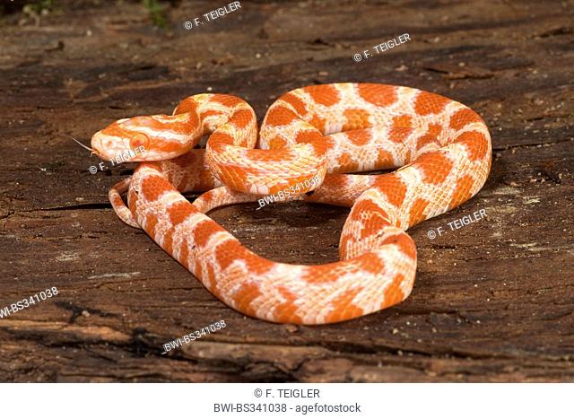 corn snake (Elaphe guttata, Pantherophis guttatus), breed Albino