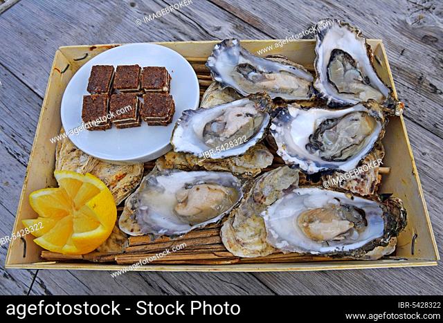 6 fresh oysters, Sylter Royal, served in a traditional chip basket, Sylt, North Frisian Islands, North Frisia, Schleswig-Holstein, Germany, Europe